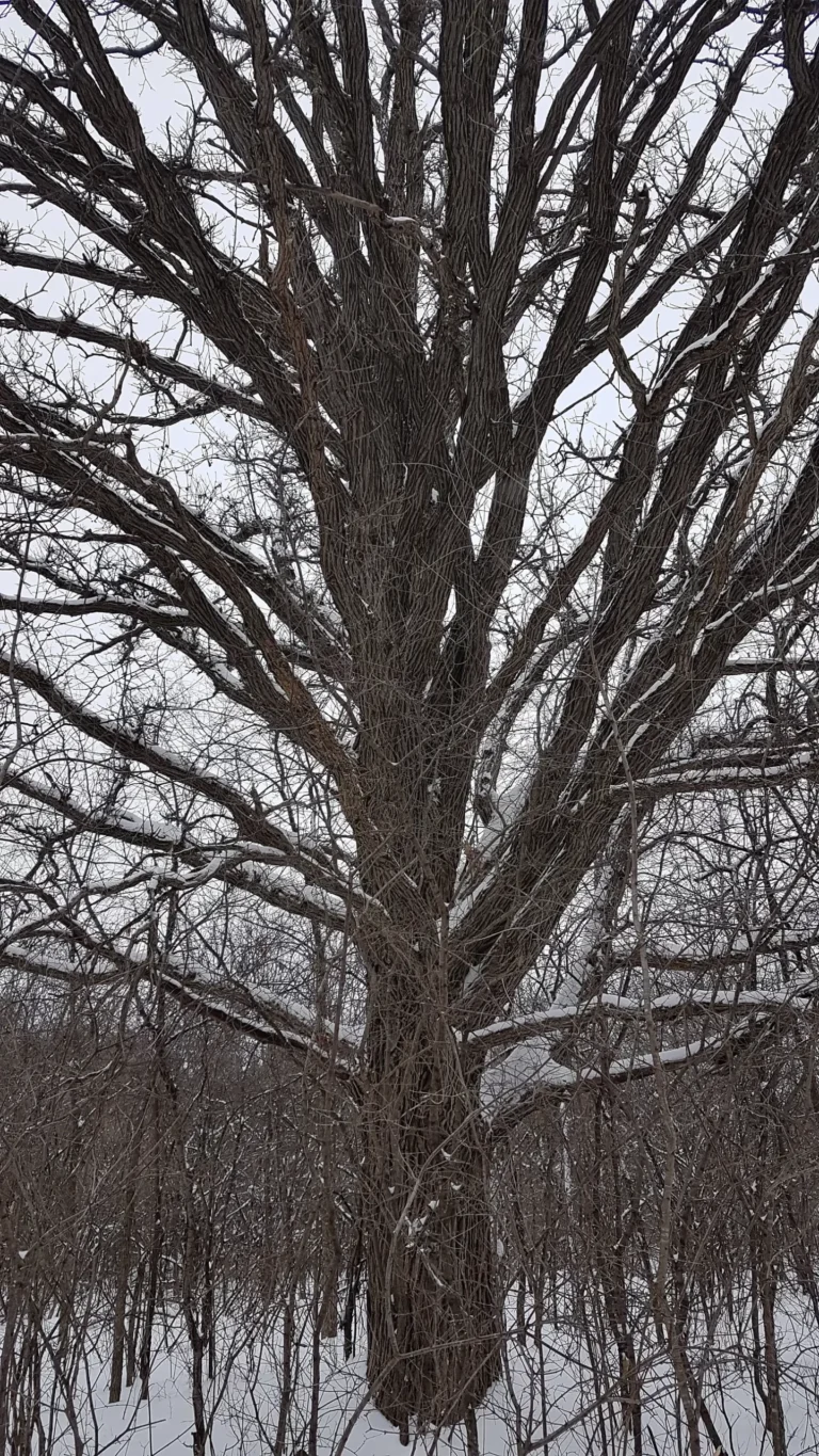 On wolf trees and the edges of history: How old trees change how I look at the world