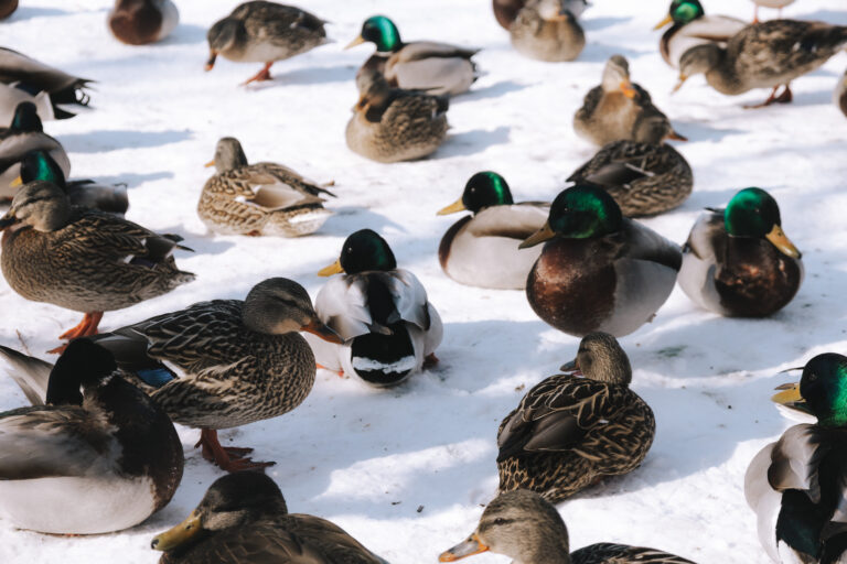 In which I become a birder.