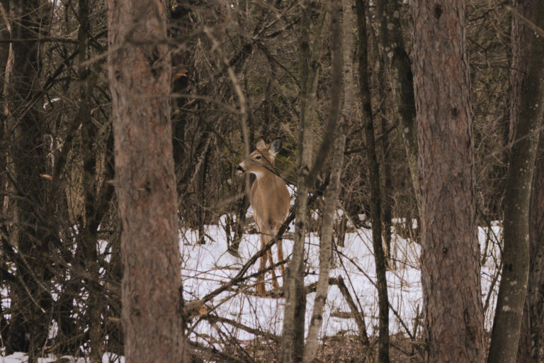 Finally finding spring.